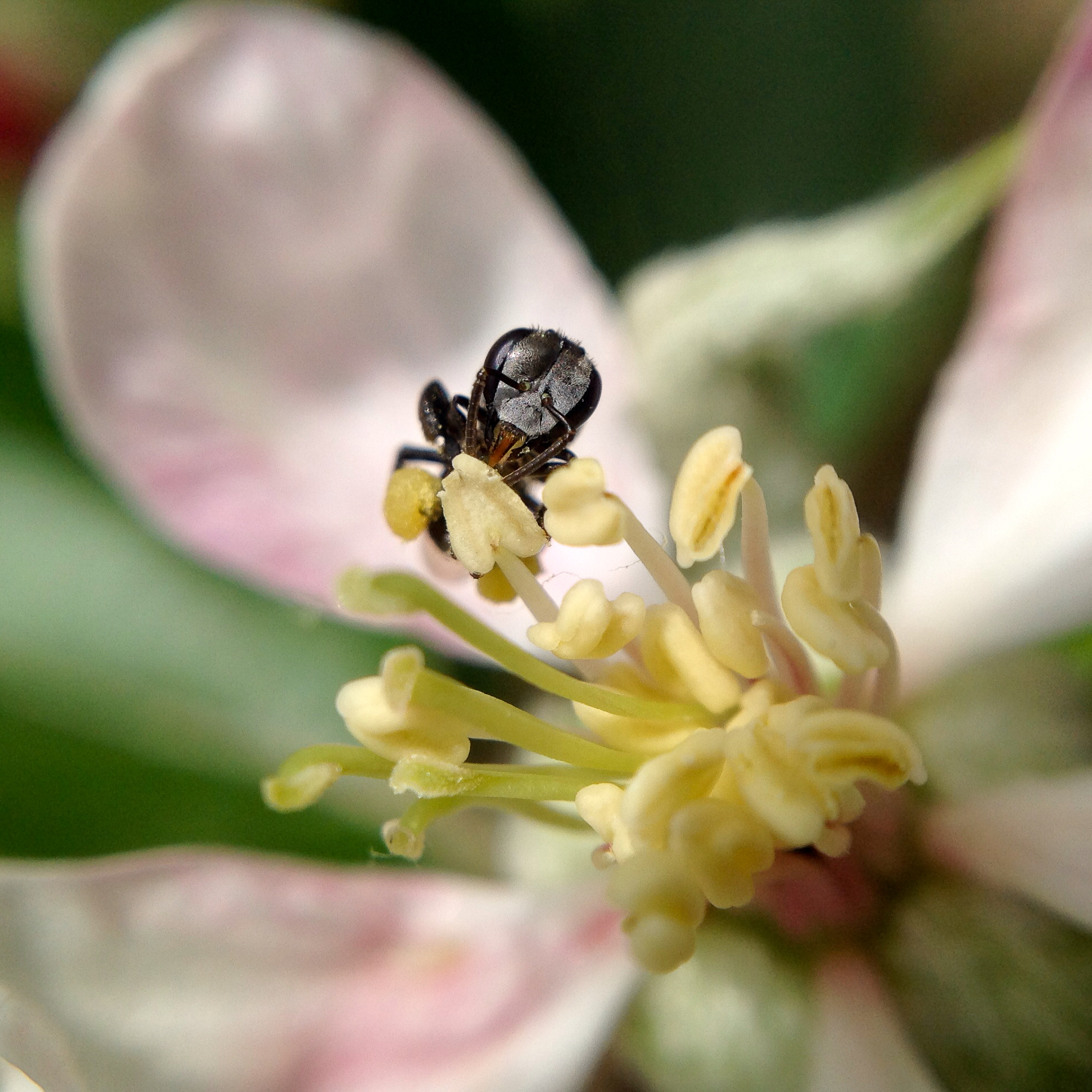 Loss of Horticultural Pollination Services from Wild Insects Following ...